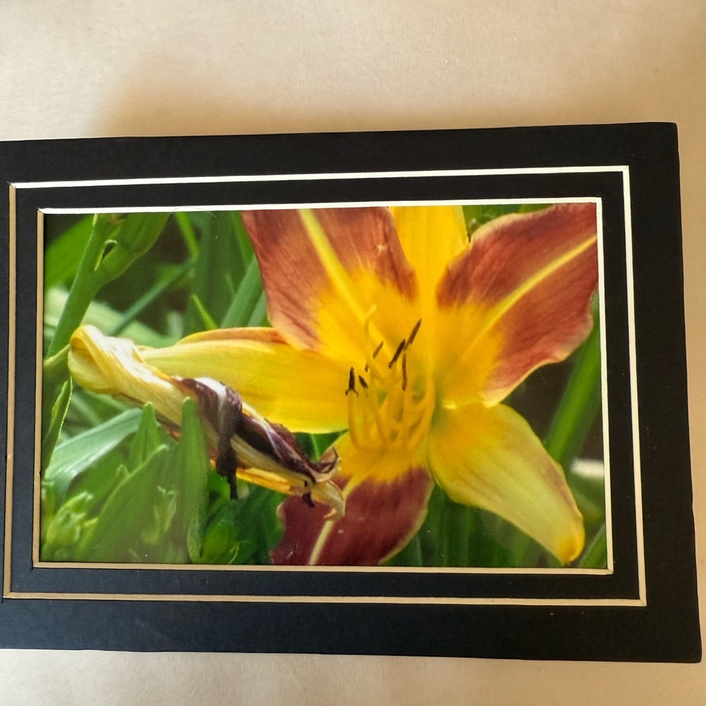 Vibrant Yellow and Red Flower Art Print Lily